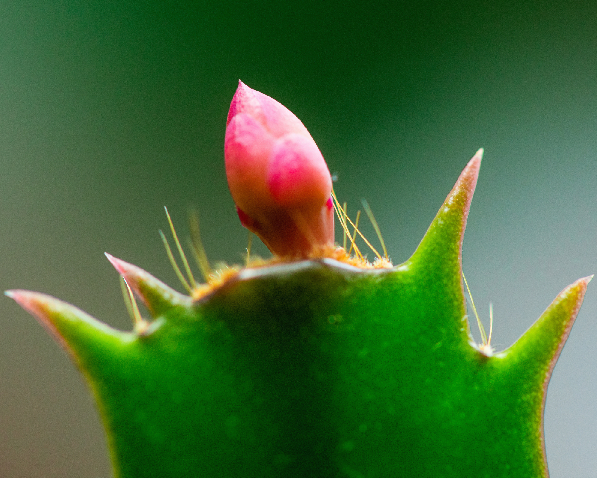 bourgeon sur une plante de cactus de Noël