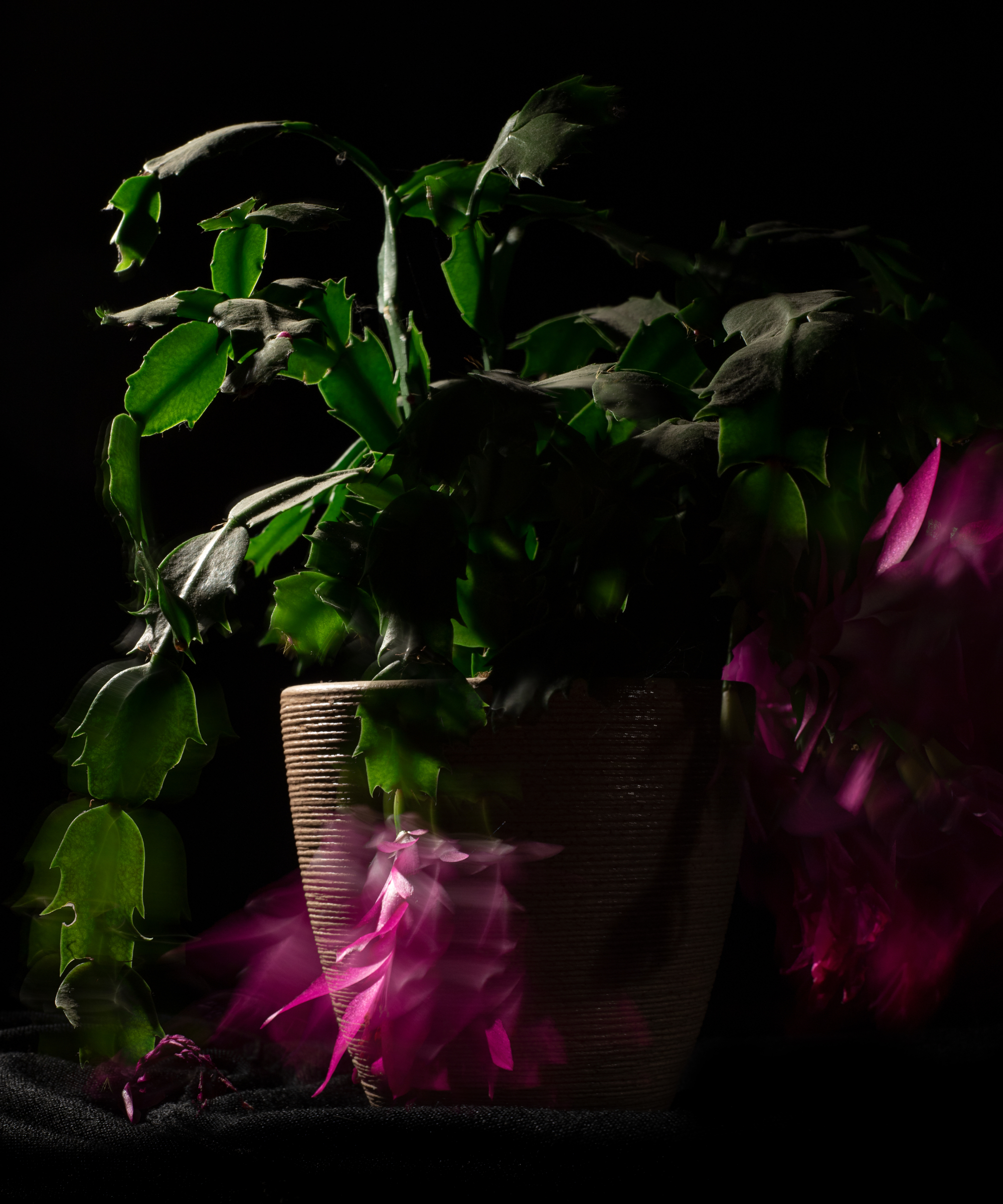 cactus de Noël dans des conditions sombres