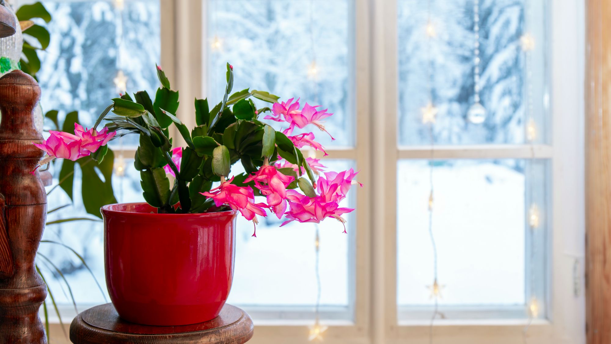 Comment faire une fleur de cactus de Noël pour les vacances