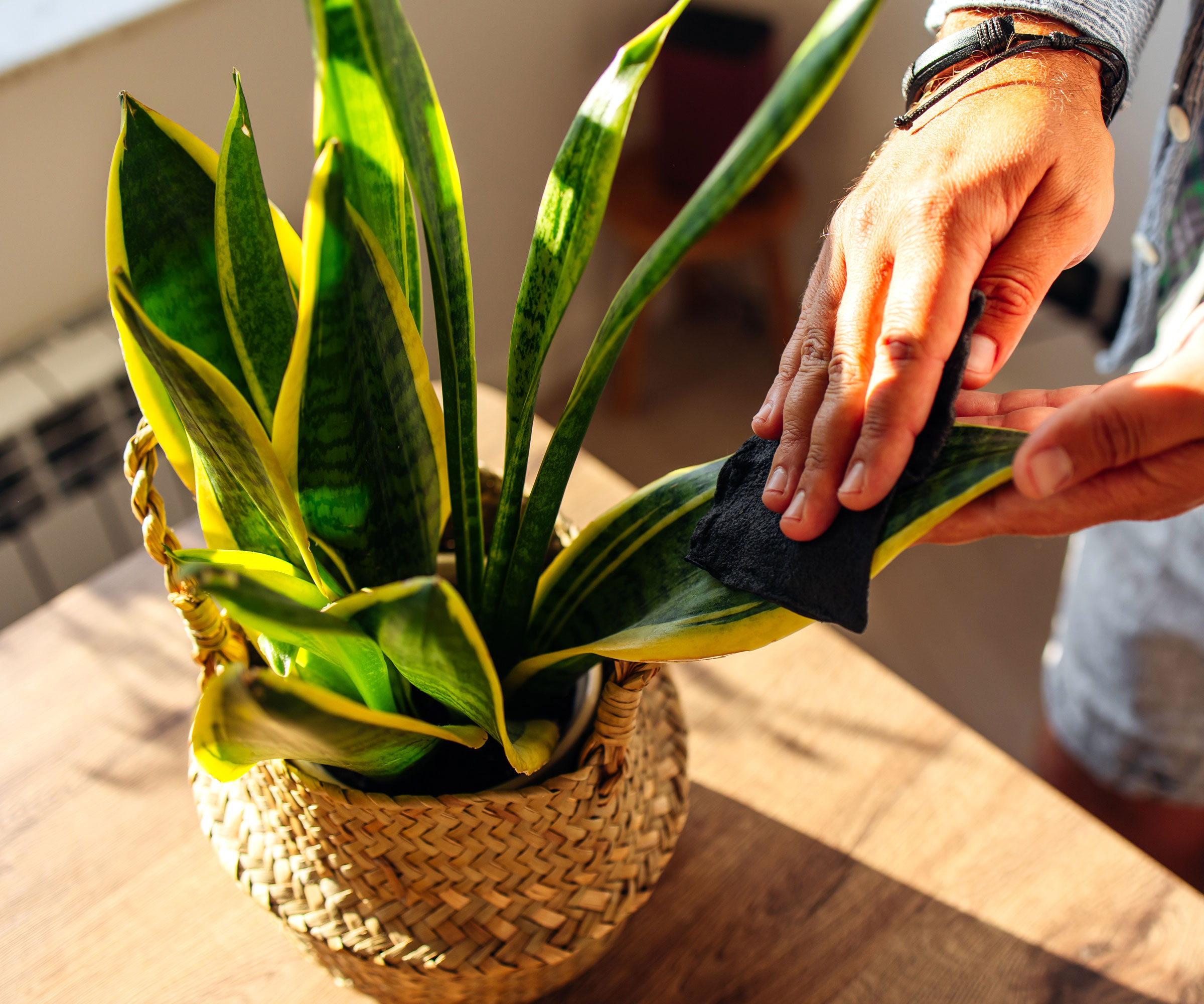 feuille de plante de serpent frottant à la main sur une table en bois