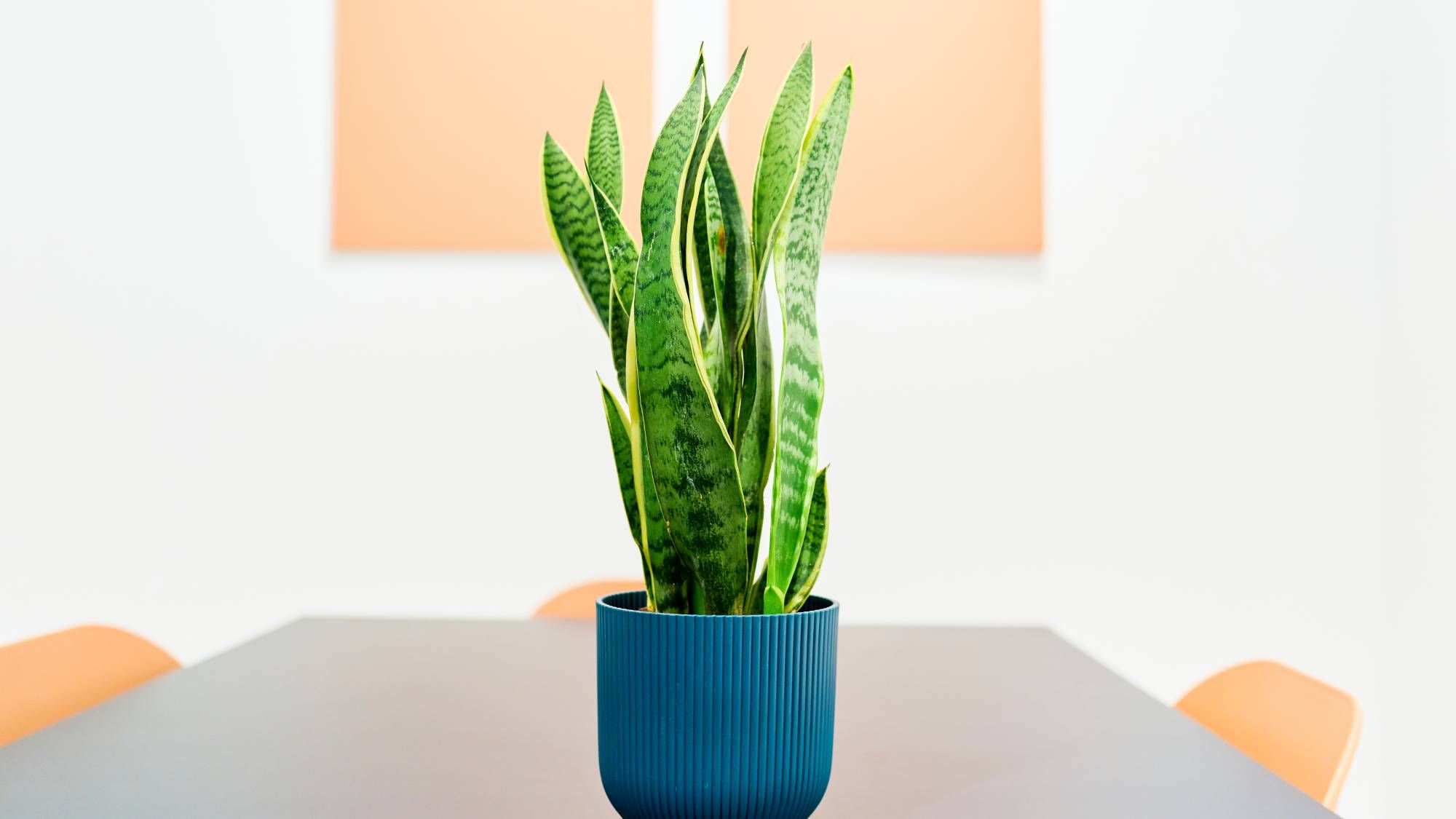 Entretien des plantes serpent en septembre : 6 tâches pour l'automne