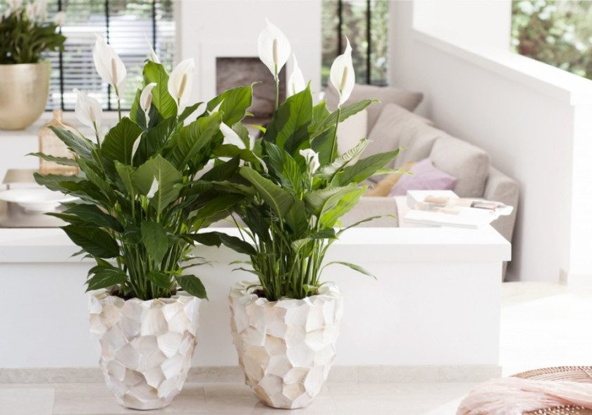 Calendrier d’entretien hivernal des plantes d’intérieur, photo : Flower Council Holland
