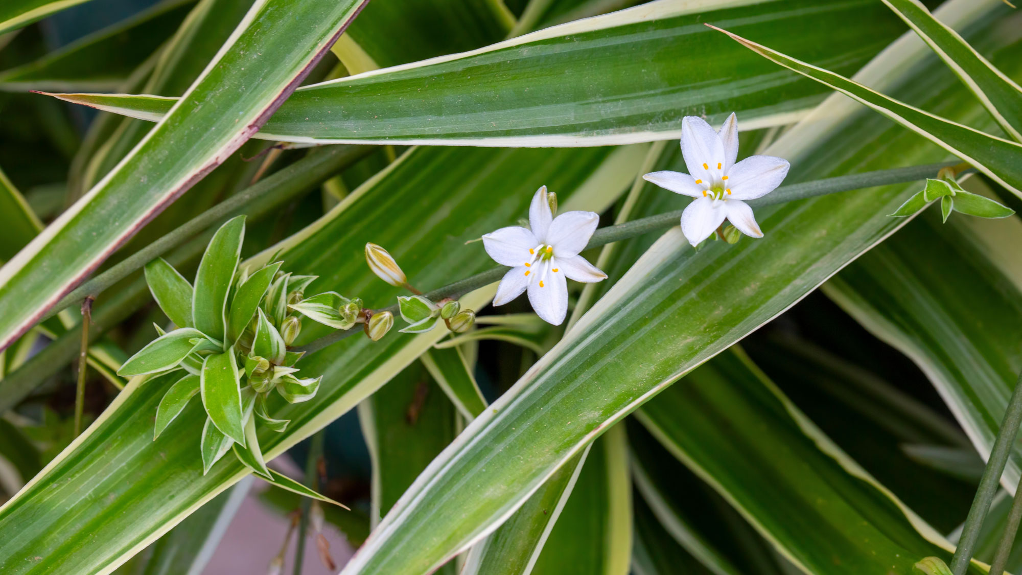plante araignée montrant des fleurs blanches et une plante araignée bébé