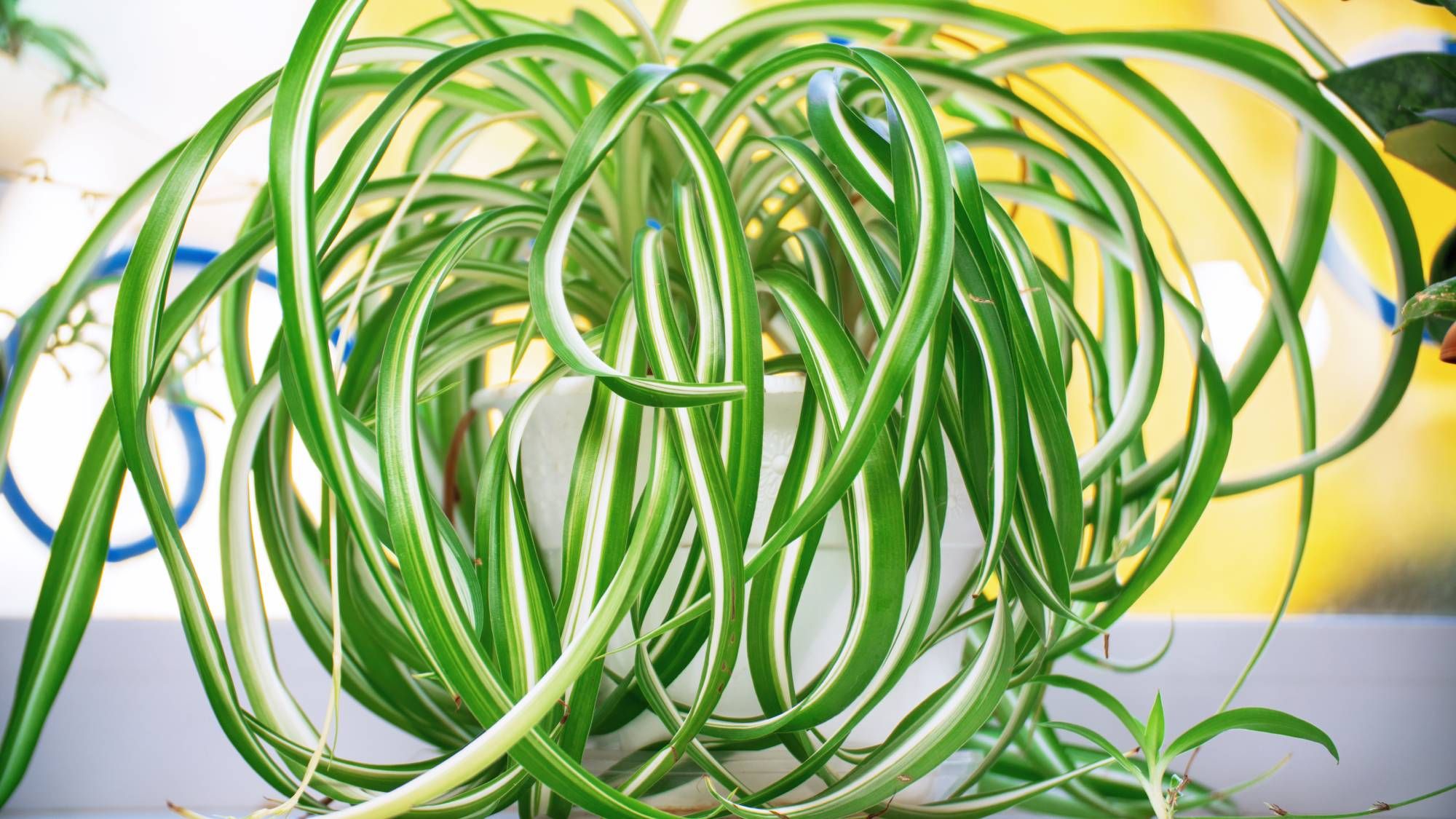 Tâches du 5 septembre pour des plantes araignées prospères