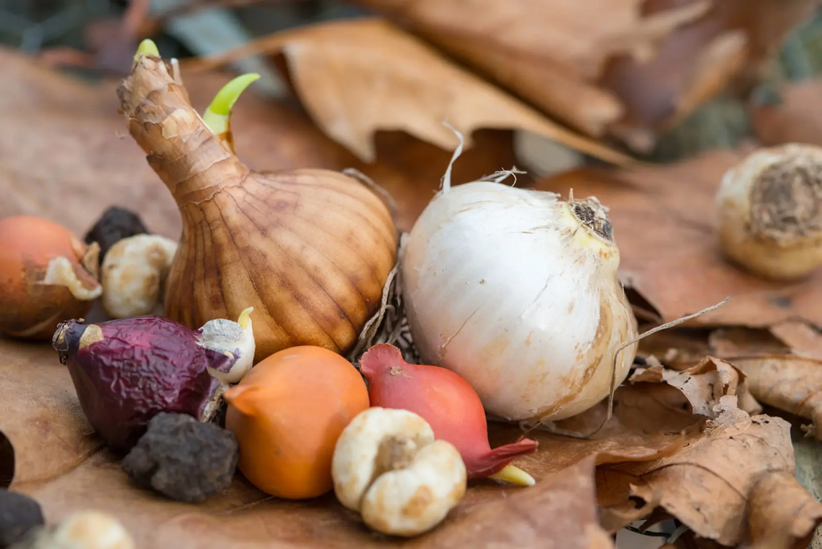 Pourquoi plantons-nous des espèces de bulbes de printemps en automne ?