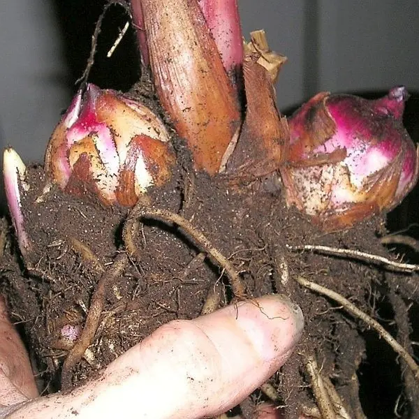 Rhizome de perlée