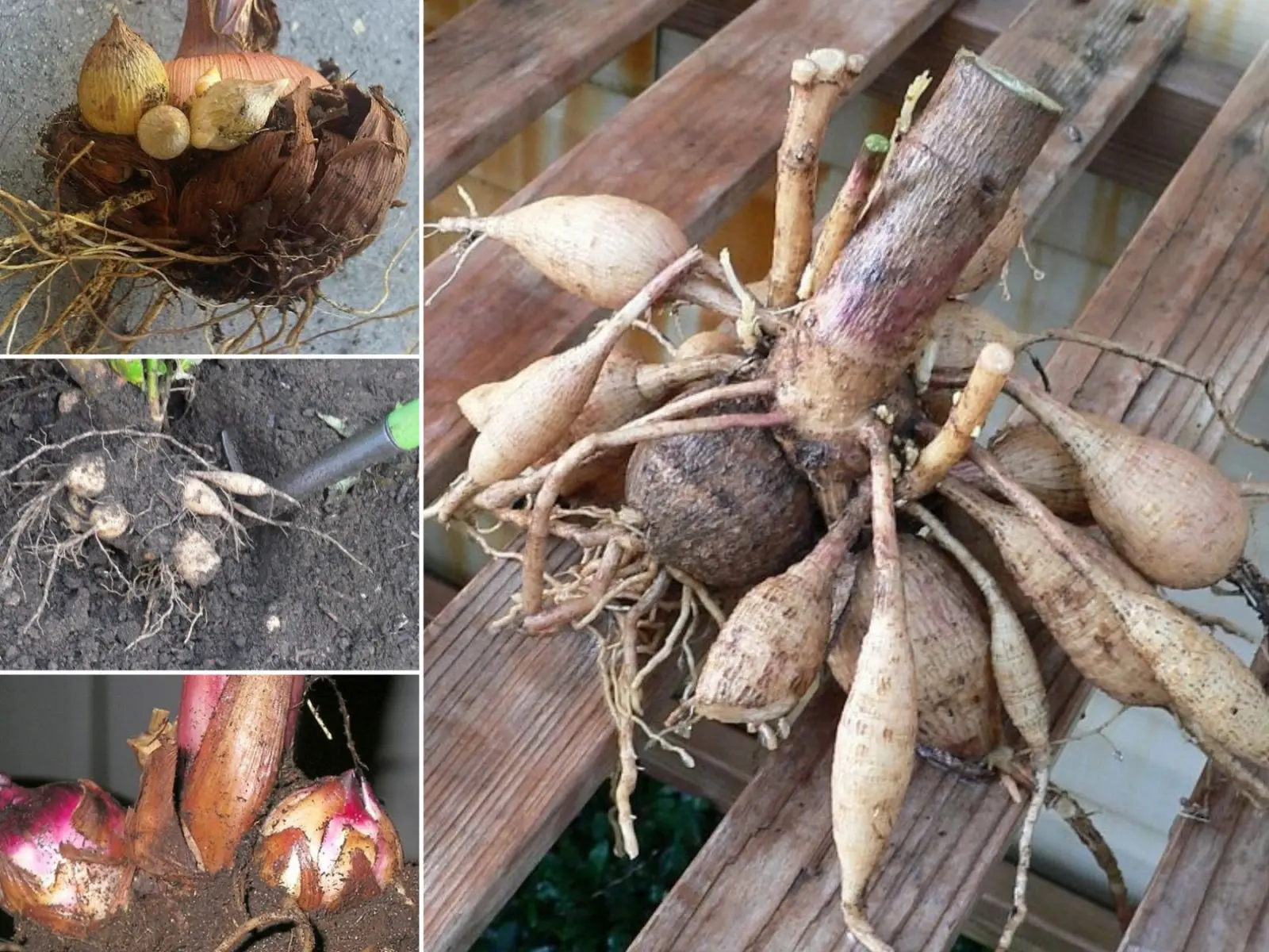 Creusez et stockez les plantes qui n'hivernent pas en pleine terre