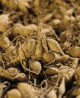 Photo de souches de dahlia : iBulb