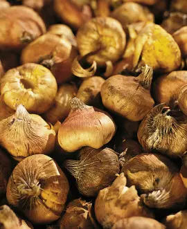 photo de tubercules de glaïeul : iBulb
