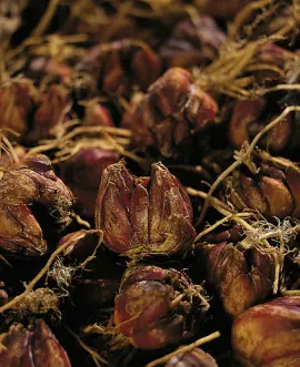 Photo de bulbes de lys : iBulb