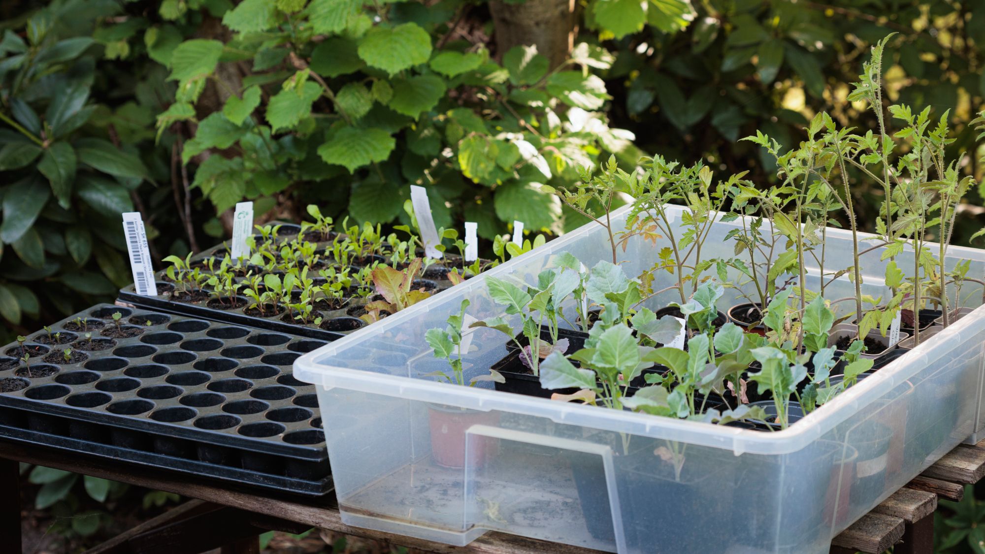 3 façons astucieuses d'utiliser des bacs de rangement en plastique dans le jardin