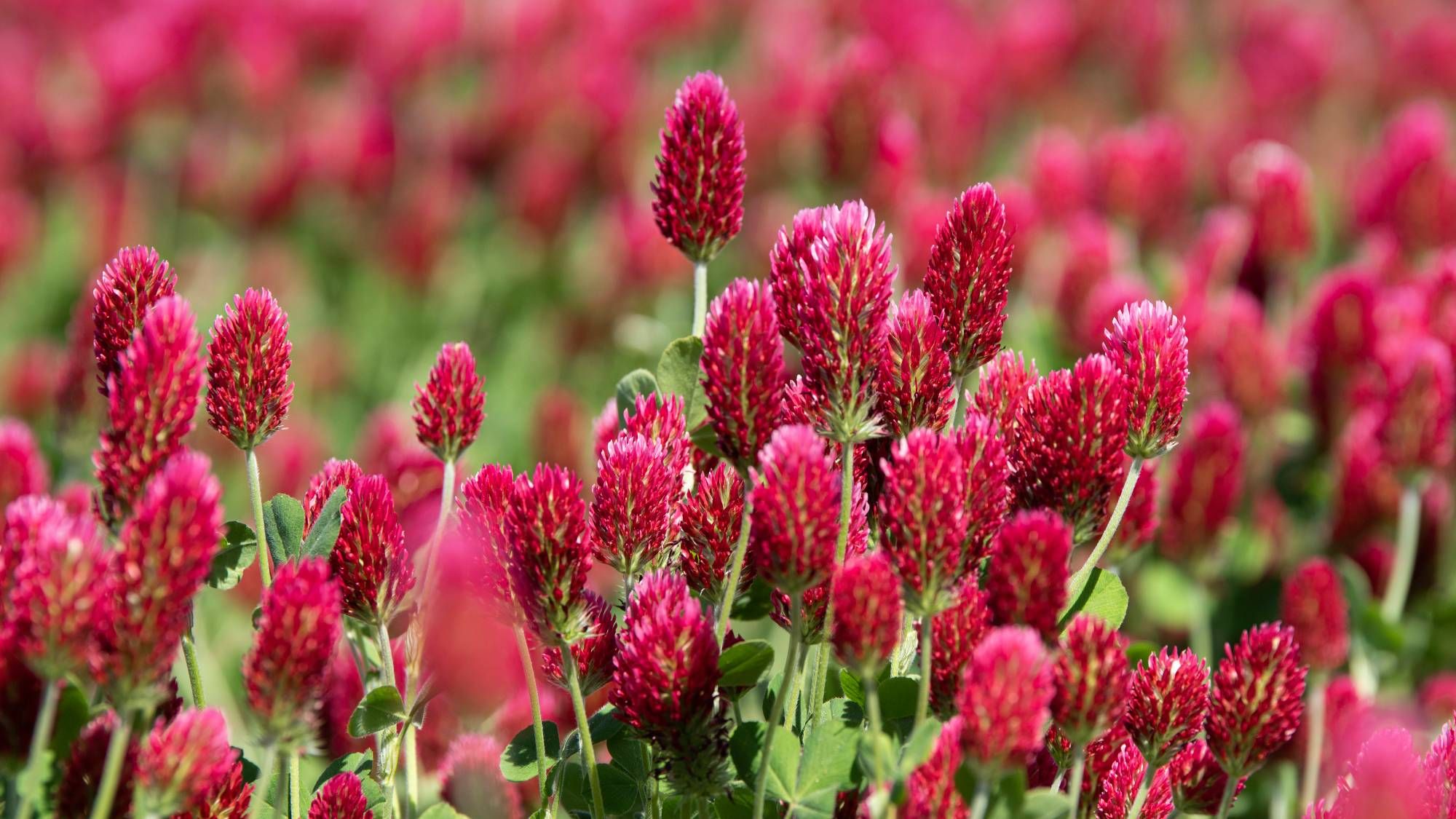 6 cultures de couverture à planter en septembre pour un meilleur sol