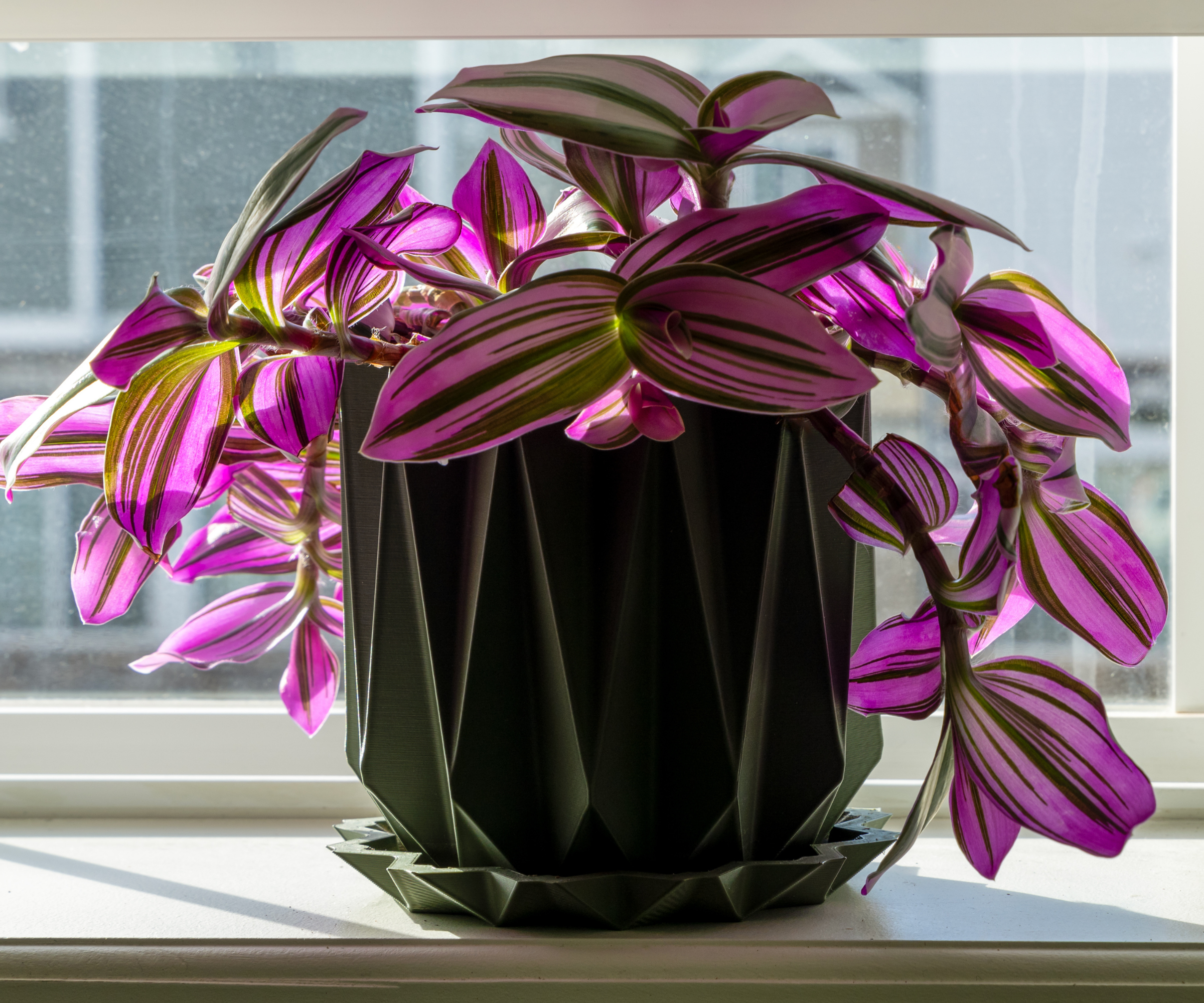Plante d'intérieur Tradescantia Nanouk (juif errant) sur la fenêtre. Gros plan, mise au point sélective