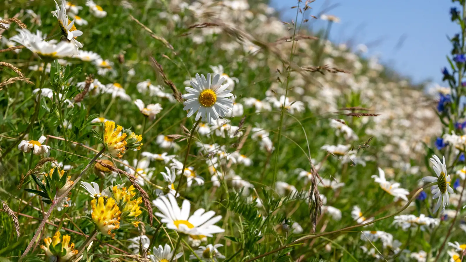 À quel point les relations entre les insectes et les fleurs sont-elles complexes et mystérieuses ? Apprenez à connaître les plus importants
