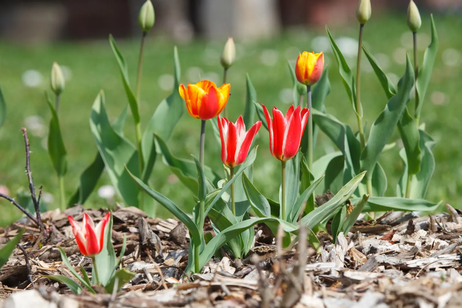 Allez-vous planter des tulipes au mauvais endroit ? Vous pourriez être déçu au printemps
