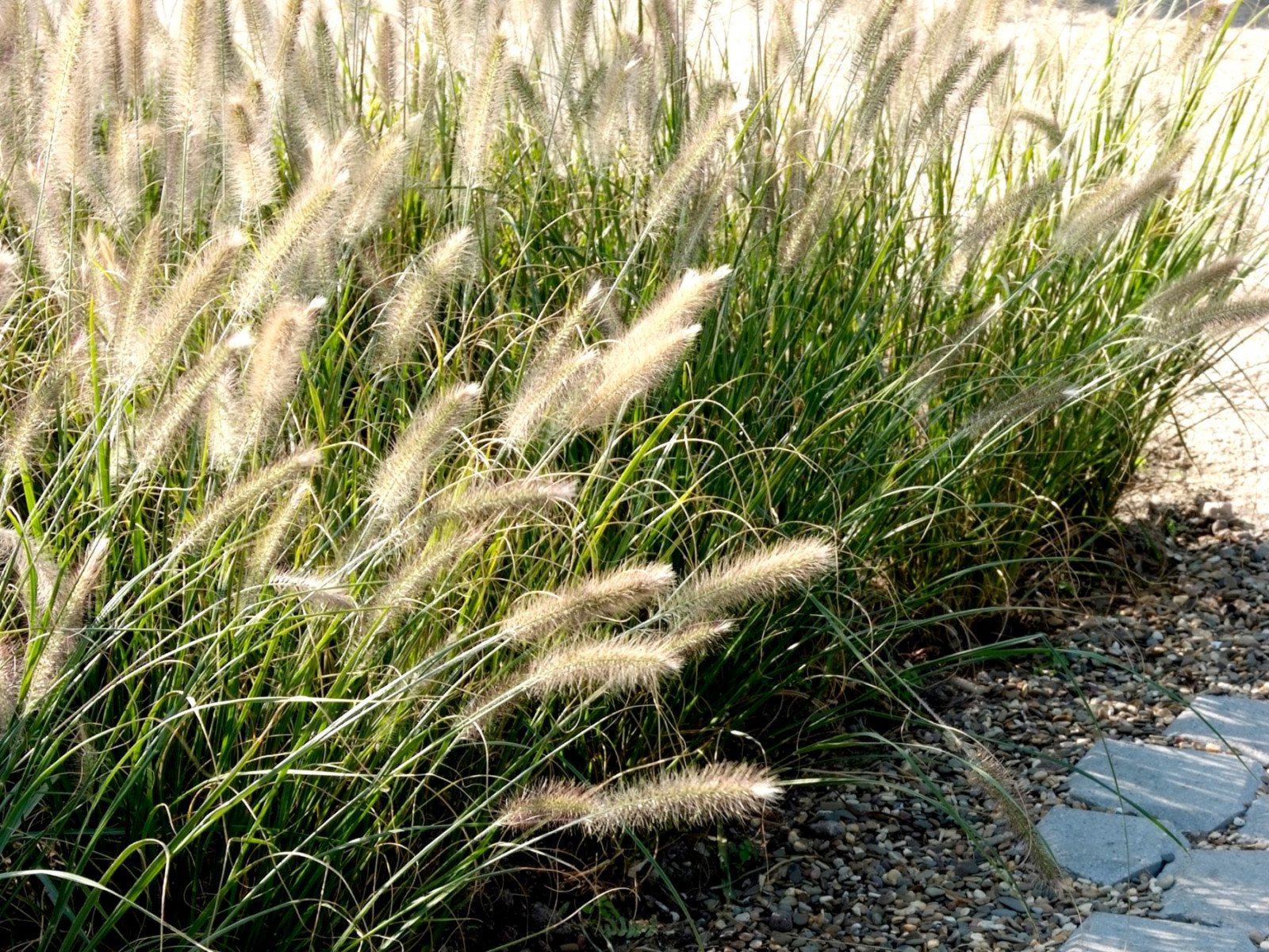 Alopecuroides japonais (Pennisetum alopecuroides) - description, apparence, exigences, culture et soins