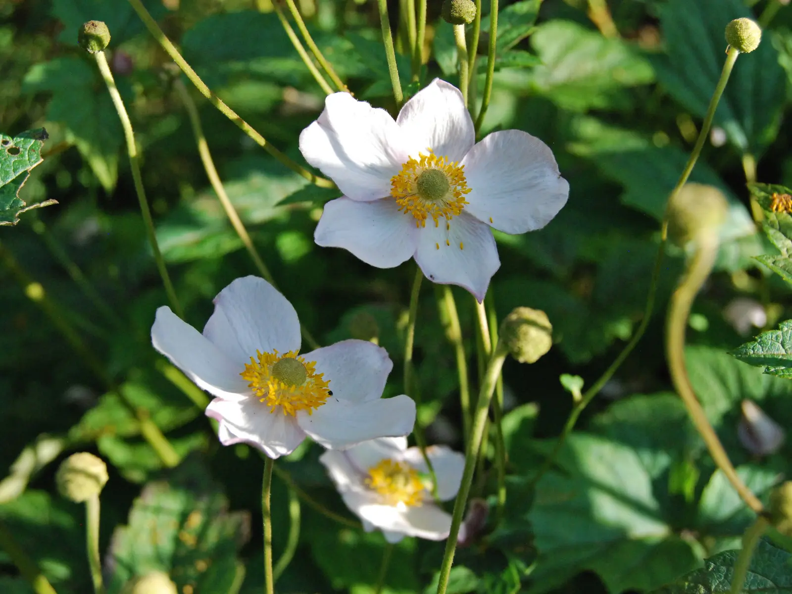 Anémone japonaise / anémone chinoise (Anemone scabiosa syn hupehensis var. japonica)