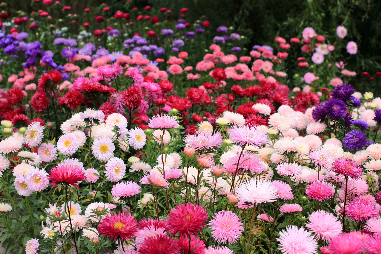 Asters de printemps, d'été et d'automne. Grâce à eux, le parterre reste coloré longtemps