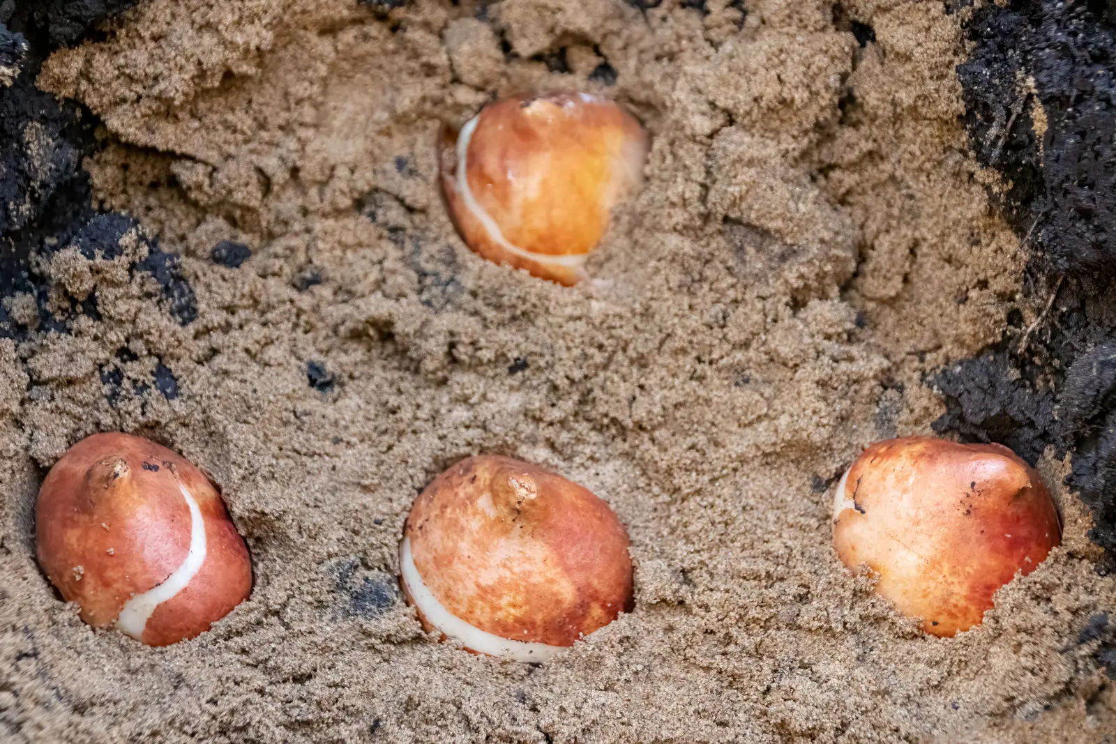 Avez-vous un sol argileux ? Préparez-le ainsi avant de planter des tulipes
