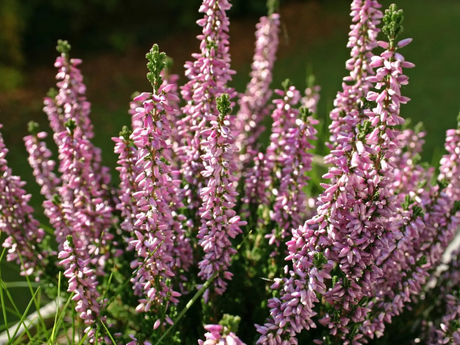 Bruyère commune (Calluna vulgaris) - description, apparence, exigences, culture et soins