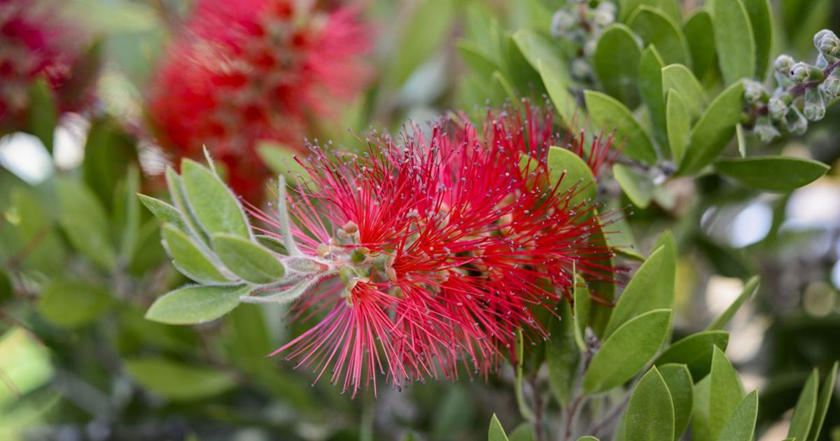 Callistemon citrinus 'Splendens'