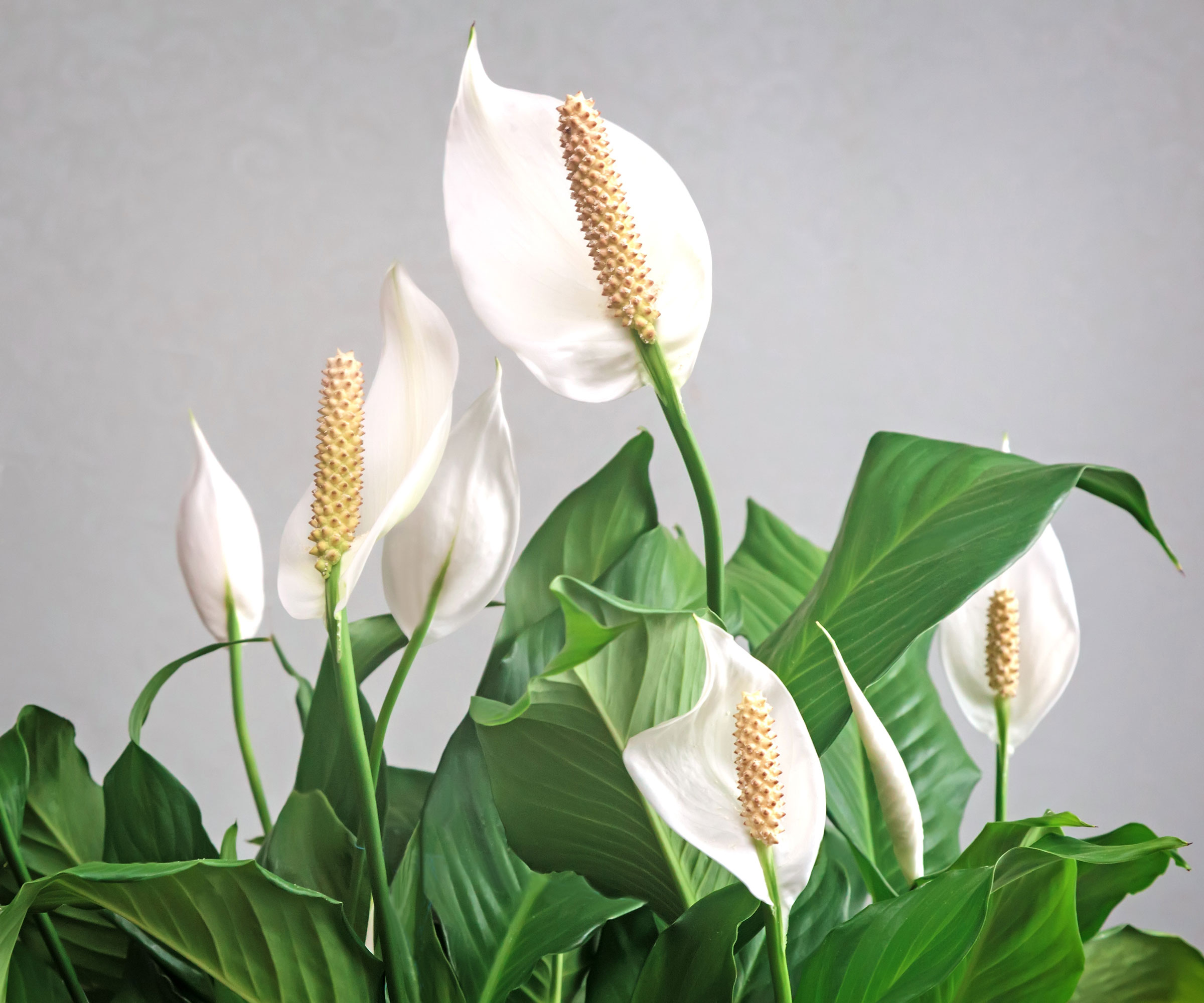 Lys de la paix avec des feuilles vertes et des fleurs blanches