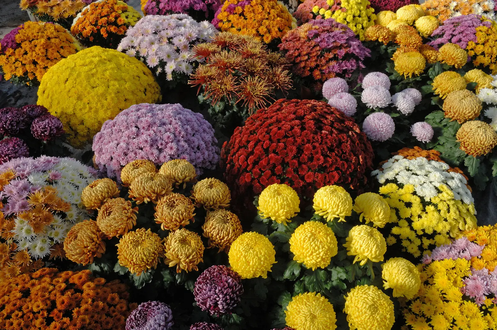 Ces chrysanthèmes conservent leur bel aspect plus longtemps. En magasin, faites attention à un détail