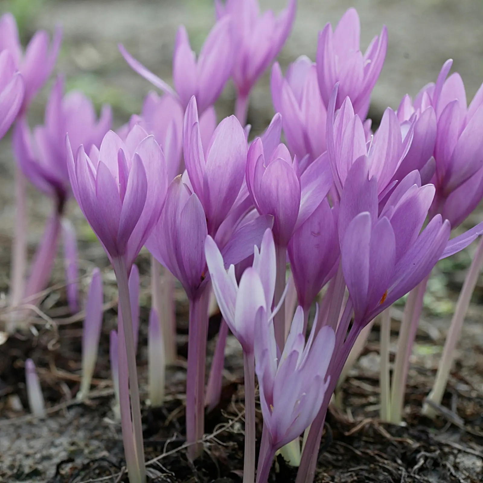 Colchicum Autumnale - description, apparence, exigences, culture et soins