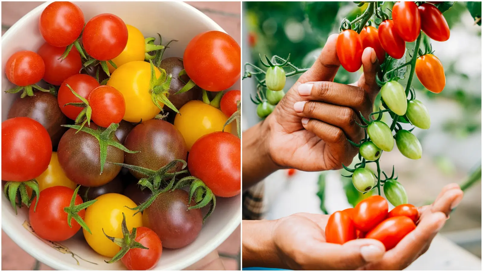 Comment assurer la diversité dans vos plates-bandes de tomates ? C'est plus simple avec un mélange de graines