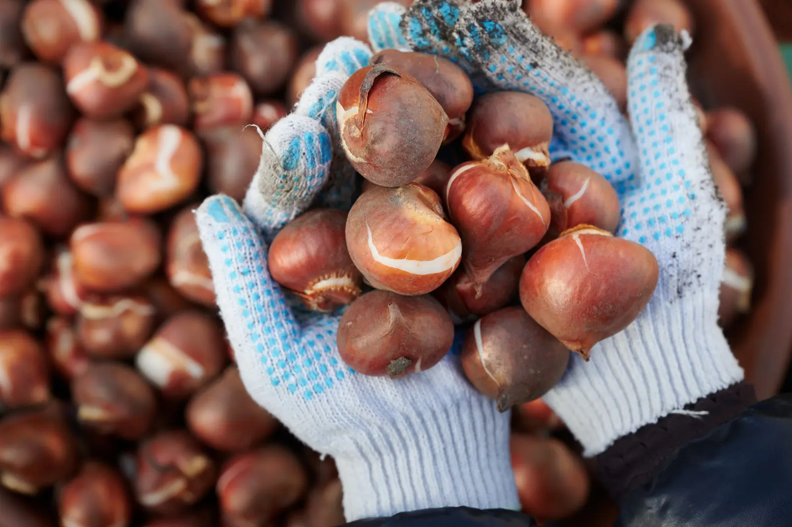 Comment choisir des bulbes à fleurs sains ? Que rechercher en magasin ?