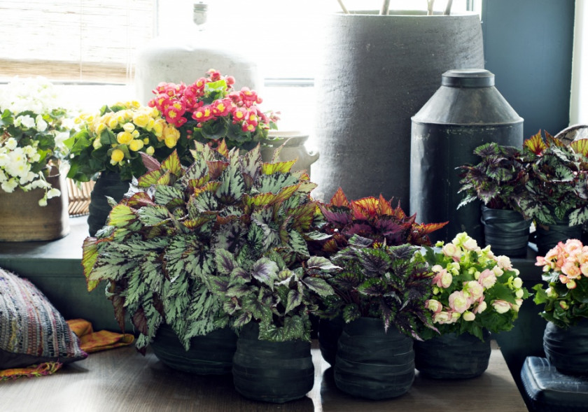 Calendrier d'entretien d'automne pour les plantes d'intérieur, photo : Flower Council Holland