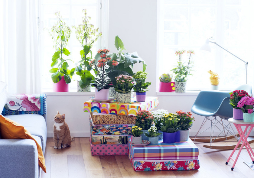 Calendrier d'entretien estival des plantes d'intérieur, photo : Flower Council Holland