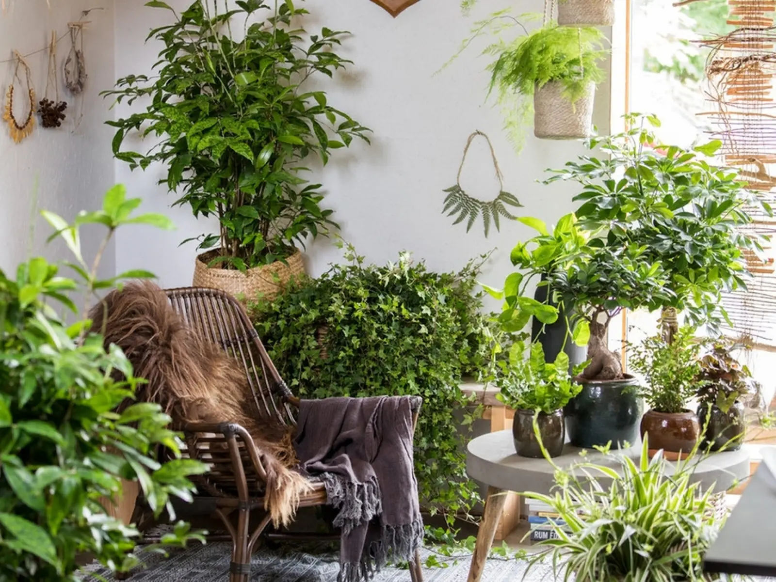 Comment entretenir les plantes d’intérieur toute l’année ?