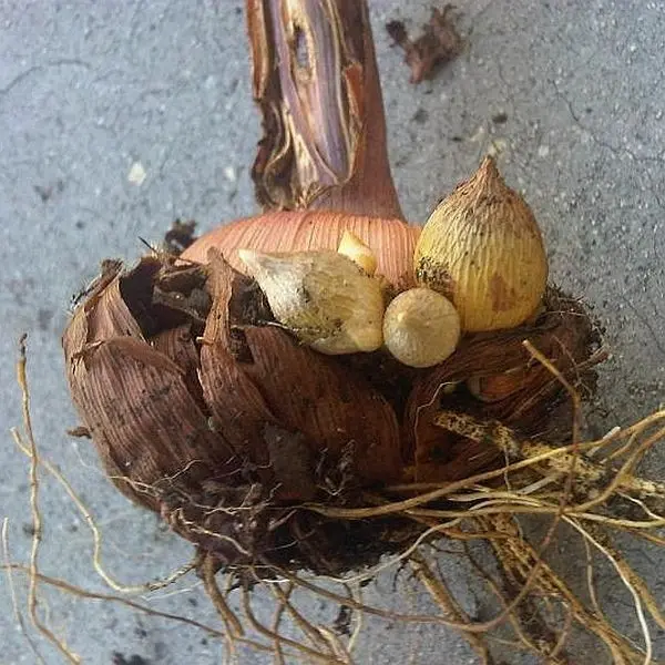 Tubercules de glaïeul