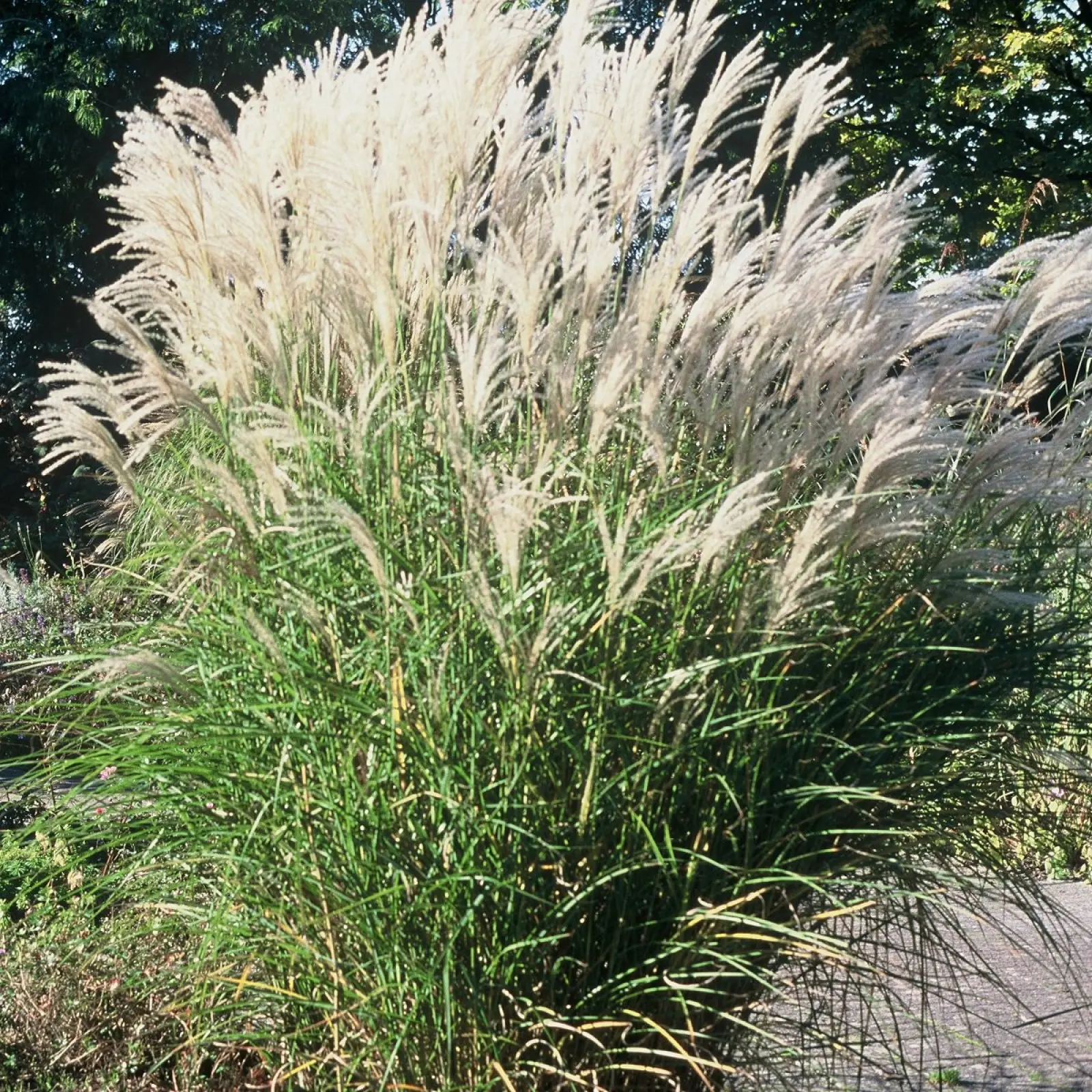 Envie de gazon qui décorera votre jardin ? Le miscanthus chinois est la réponse