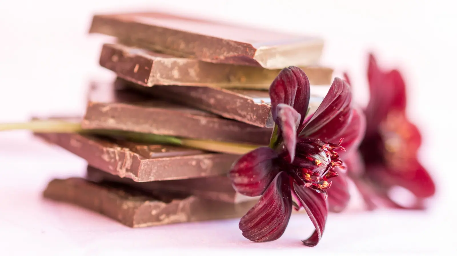 Fleurs sombres, parfum doux et faibles exigences. Le cosmos chocolaté a tout pour plaire