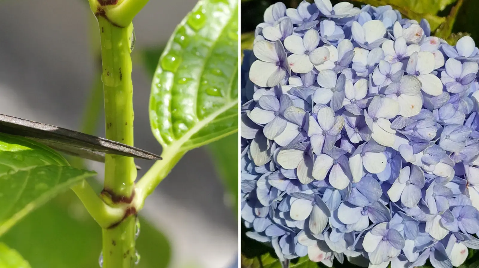 Guide de taille des hortensias de jardin – termes, technique, règles et erreurs