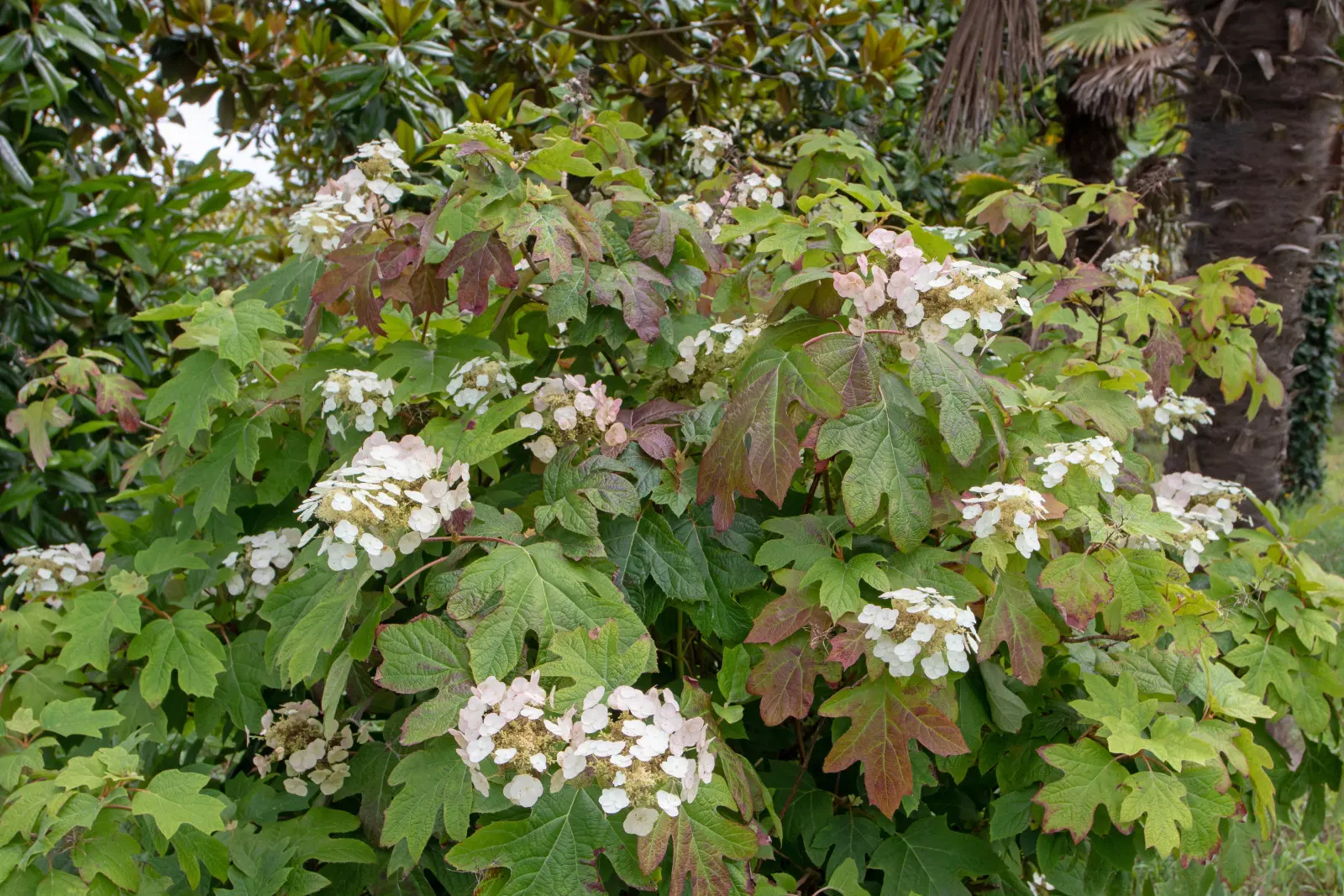 Hortensia à feuilles de chêne (Hydrangea quercifolia) - description, apparence, exigences, culture et soins