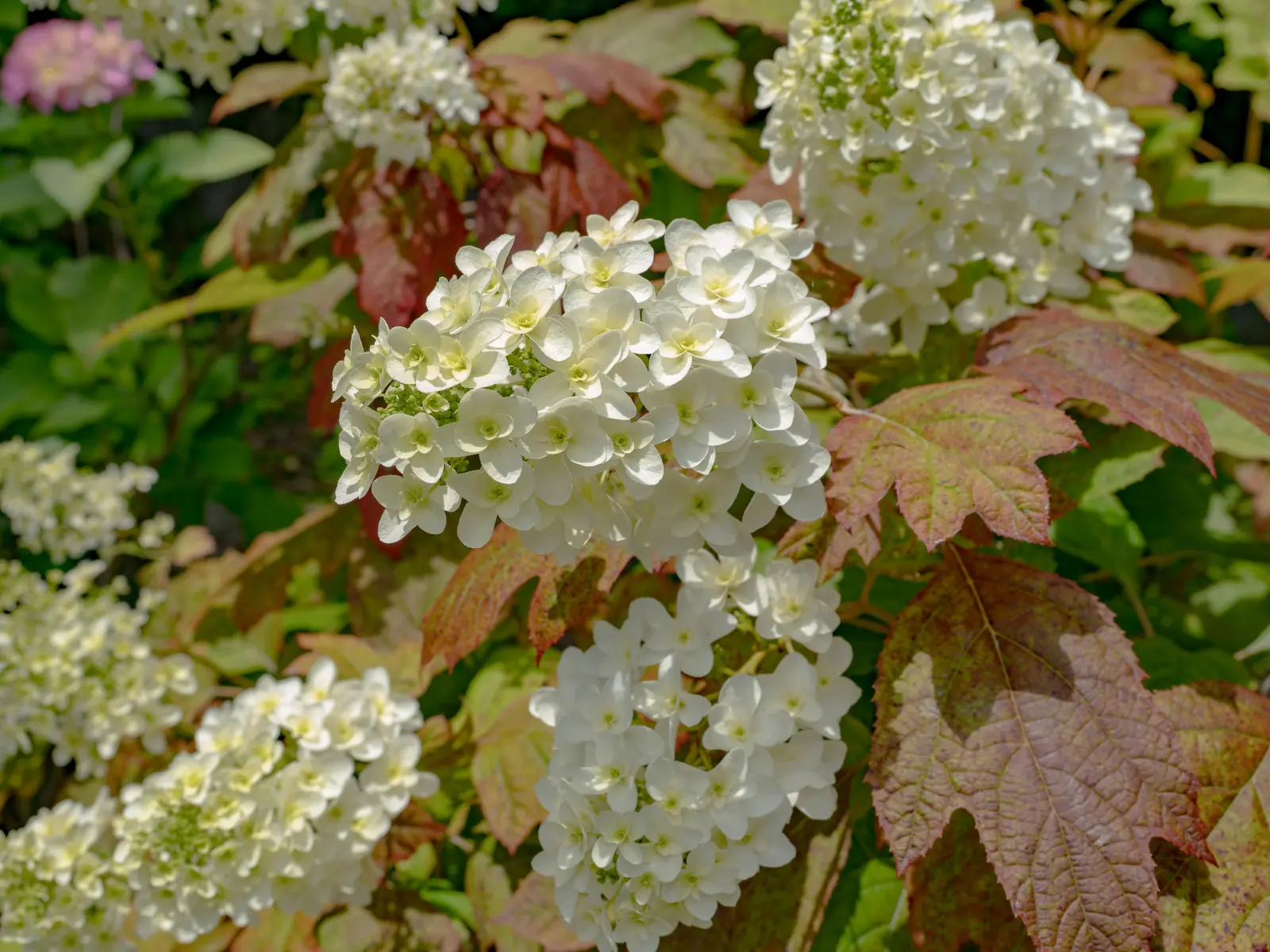 Il a des feuilles comme un chêne et des fleurs comme un hortensia. Ça vaut la peine de la connaître