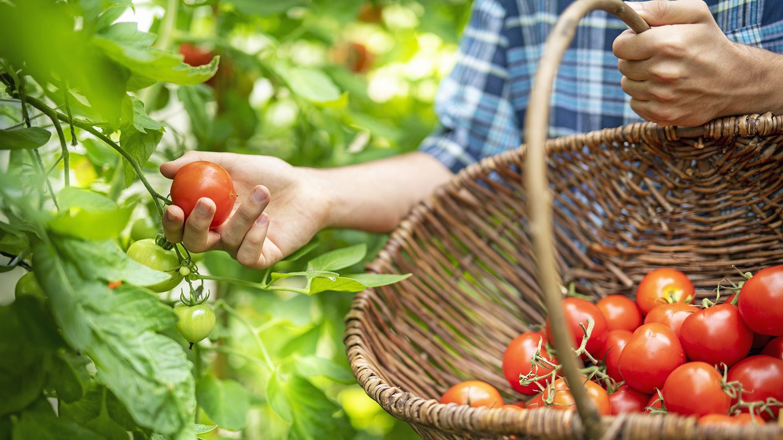 Gardener harvests tomatoes in farmer's basket