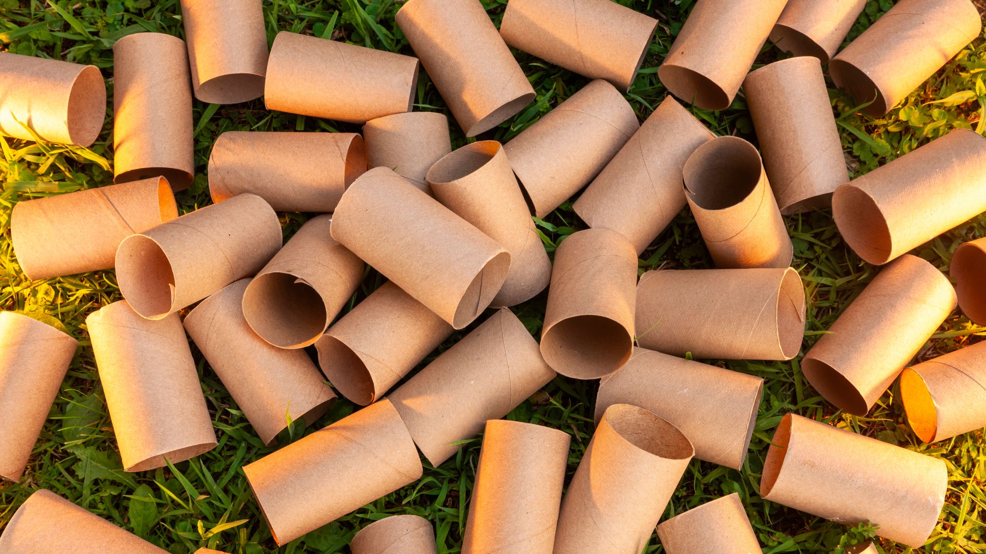 Jardinage bon marché : pourquoi vous devriez économiser les rouleaux de papier toilette
