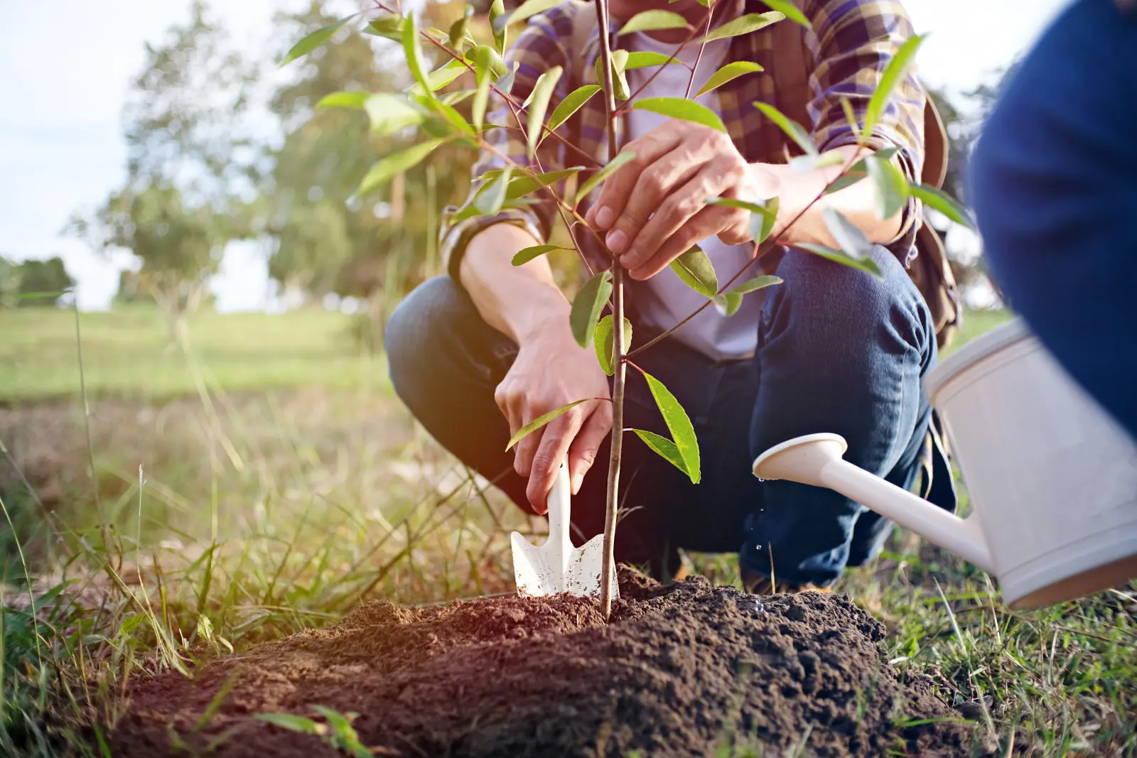 La chaleur revient-elle en septembre ? Les plantes nouvellement plantées peuvent souffrir