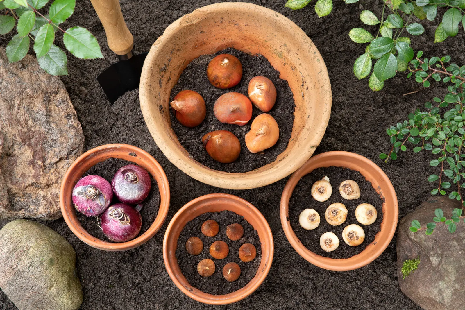 Le « piège » hivernal détruit les bulbes en pot. Ce n'est pas seulement une question de gel