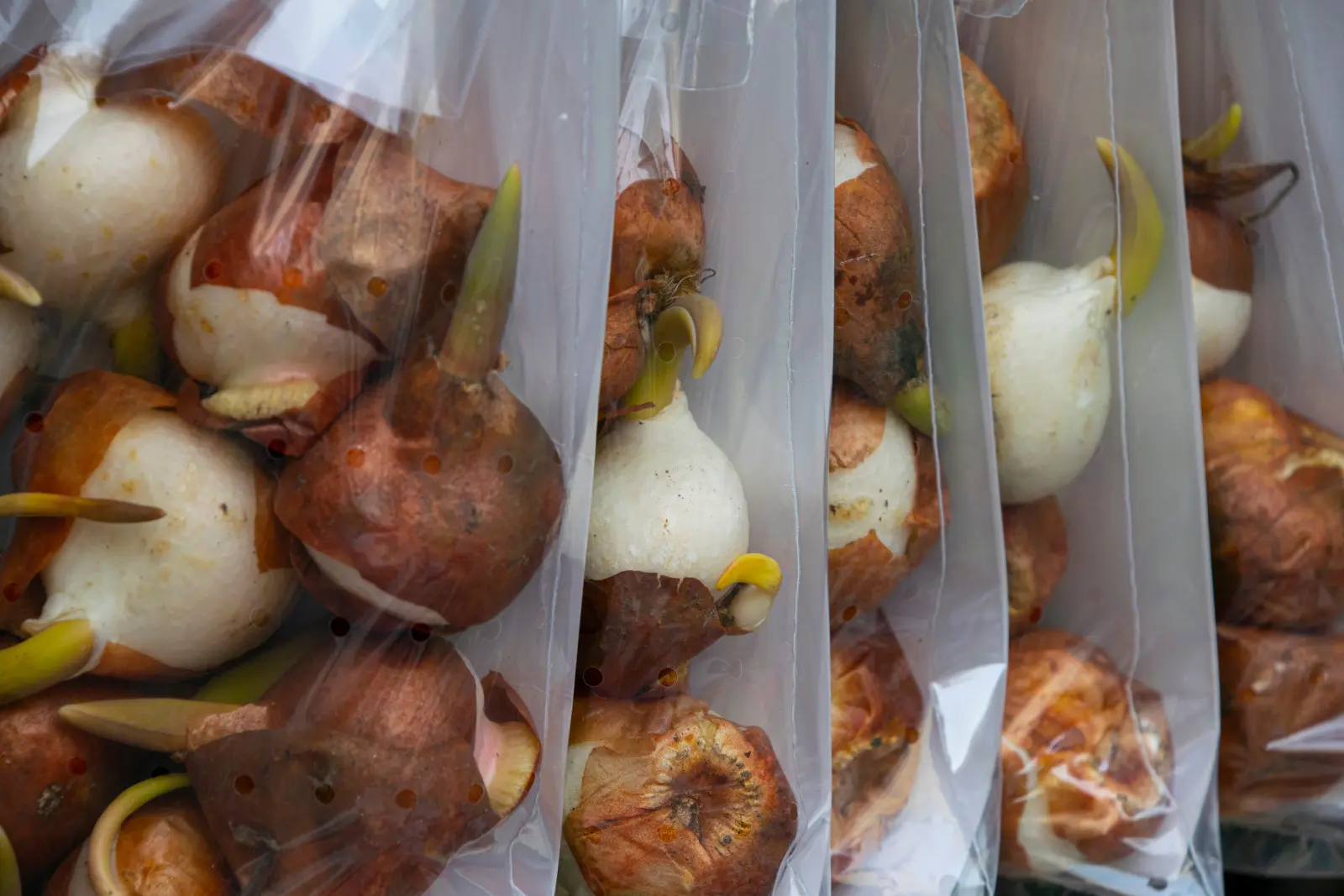 Les ampoules se sont réveillées trop tôt ? Un détail décidera s’ils valent la peine d’être plantés ou non