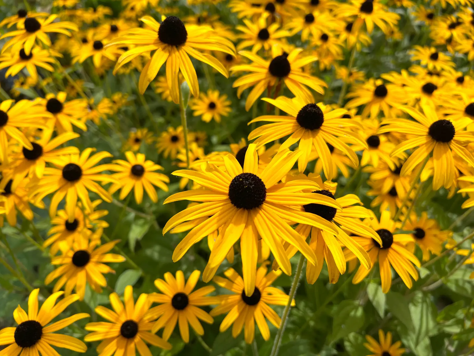 Les fleurs jaunes avec un centre sombre font désormais la plus grande impression. C'est une rudbeckia poilue