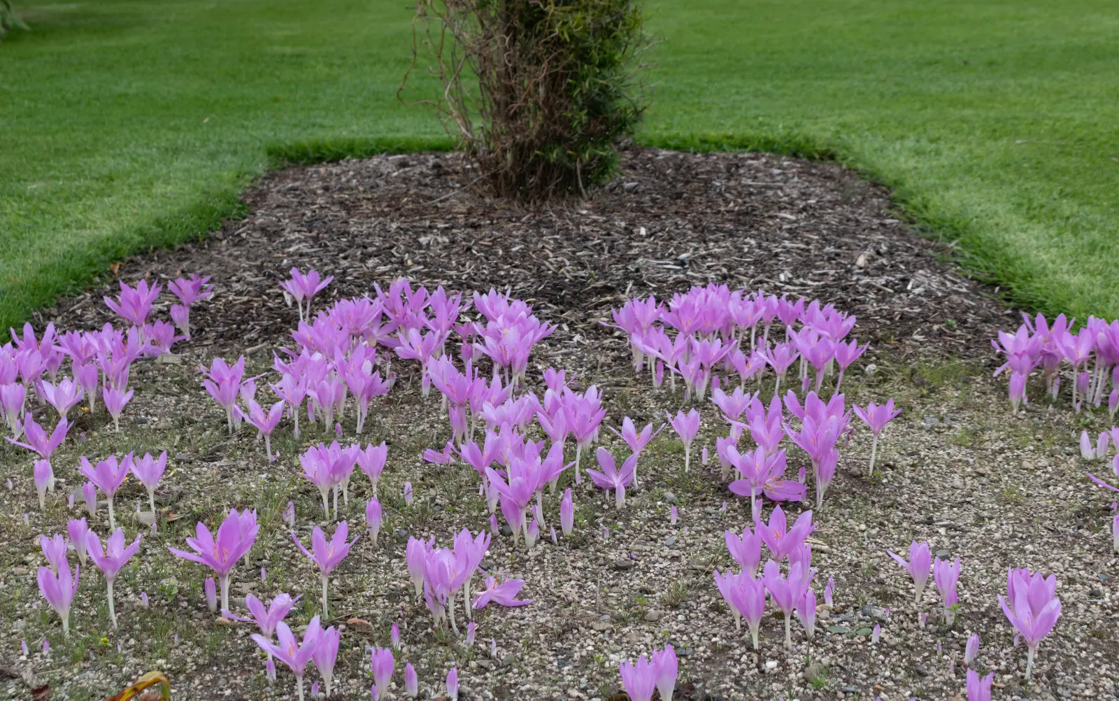 Les fleurs roses poussent sans feuilles ? Attention, ils sont toxiques