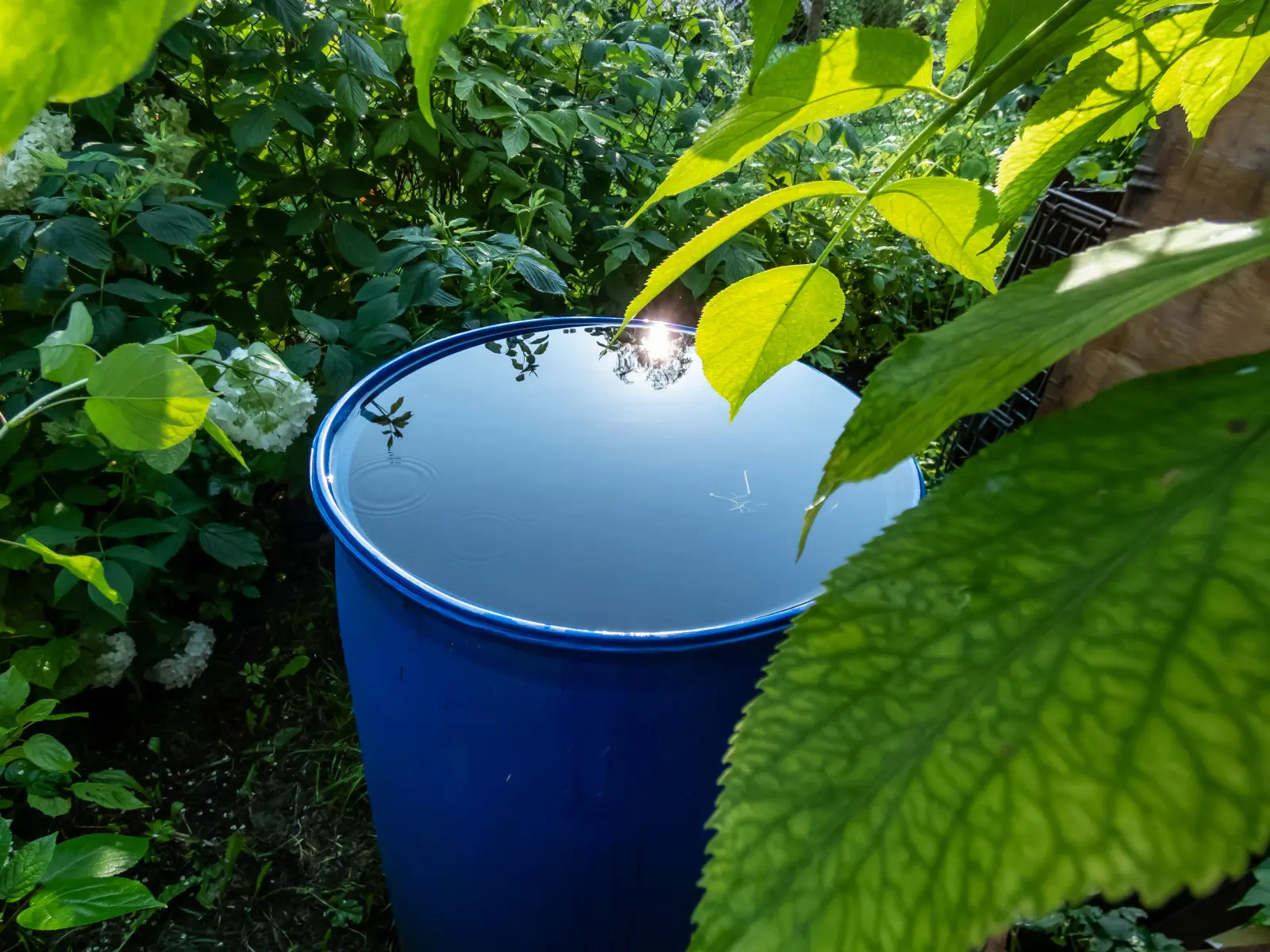 Les myrtilles, les hortensias et l’eau de pluie forment une bonne combinaison. Cela vaut la peine de profiter de toute pluie importante