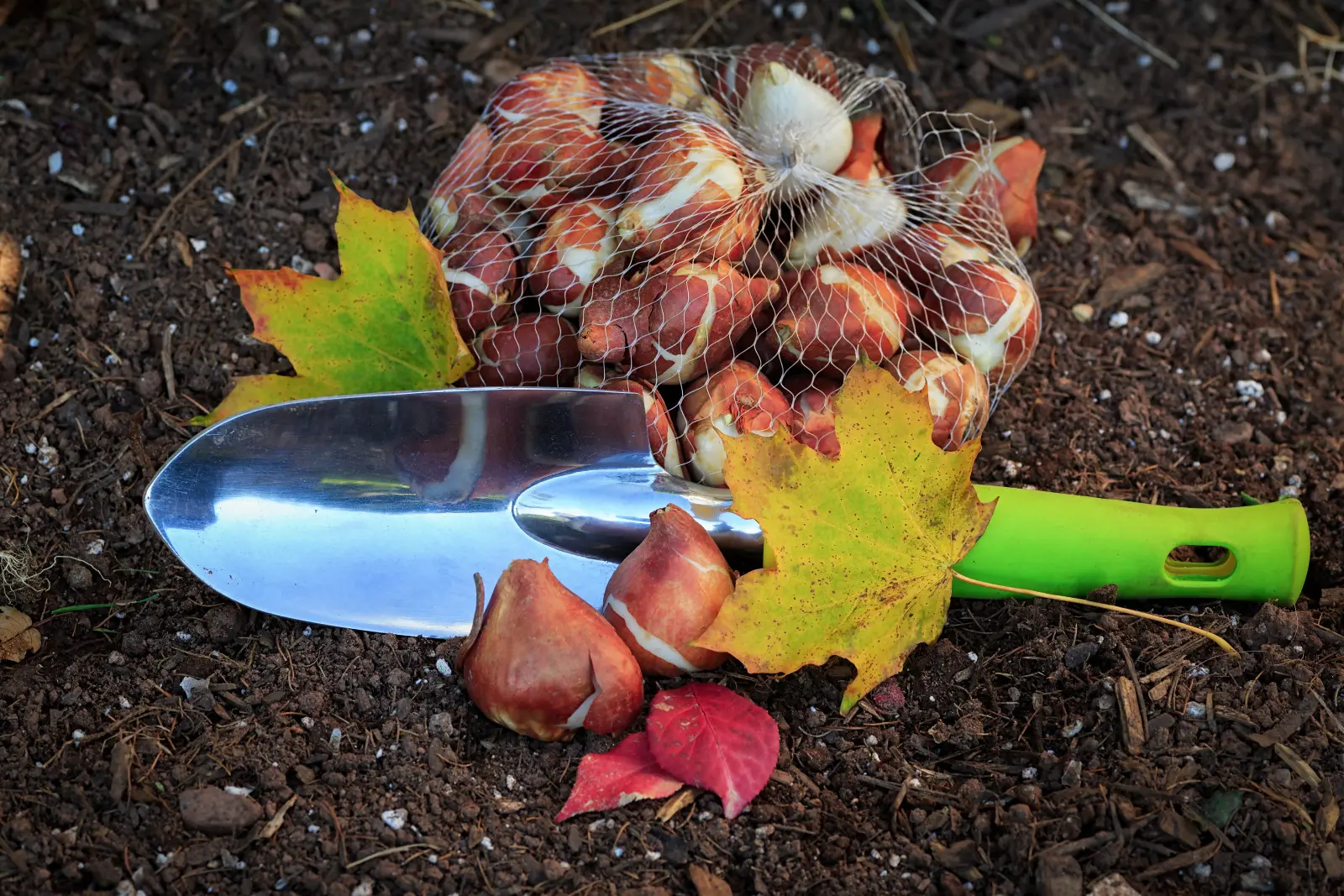 Les tulipes peuvent attendre, mais ne tardez pas avec les jonquilles. Calendrier de plantation des bulbes