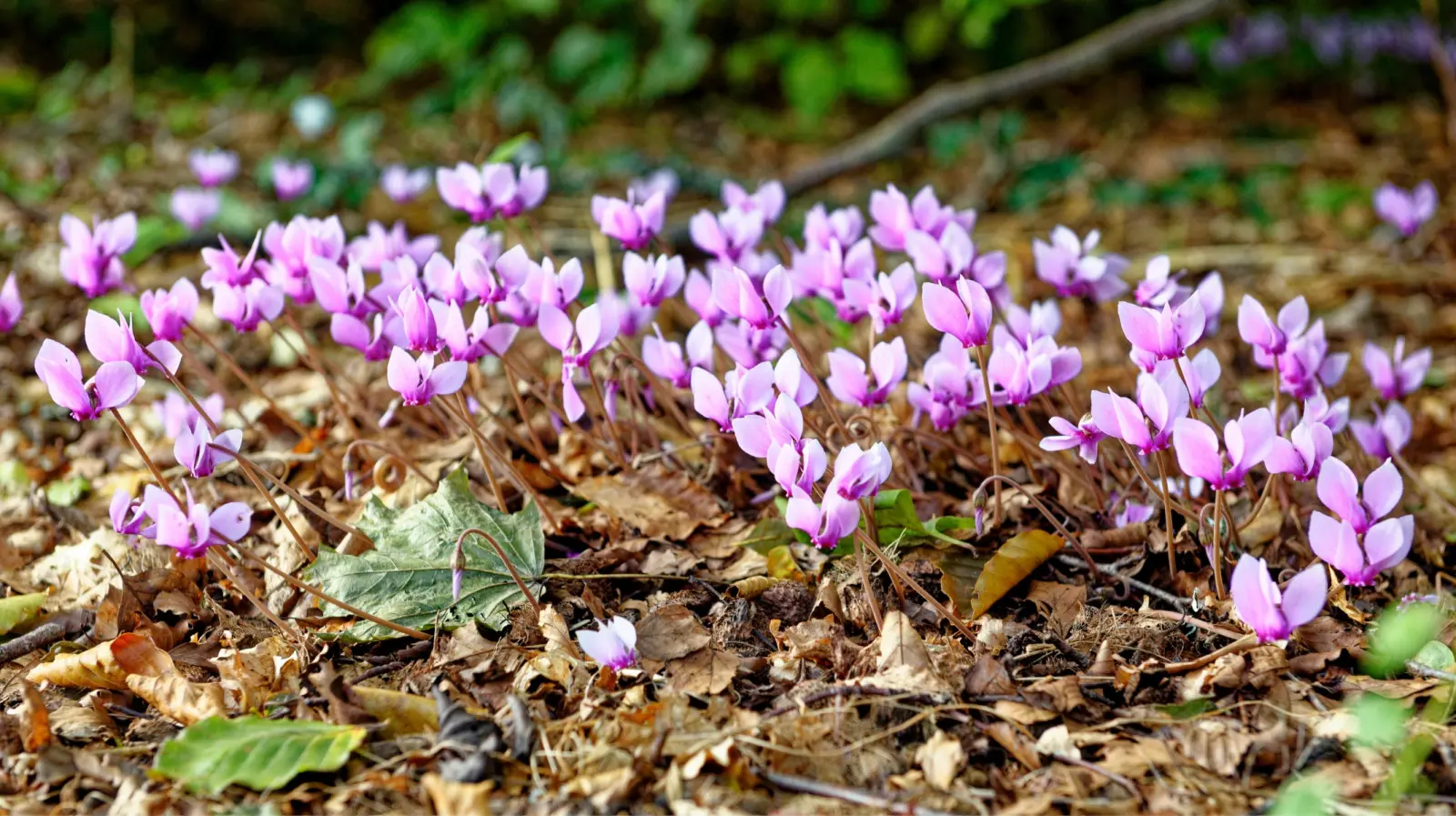 Ne le confondez pas avec le cyclamen en pot. Celui-ci peut rester dans le jardin de nombreuses années