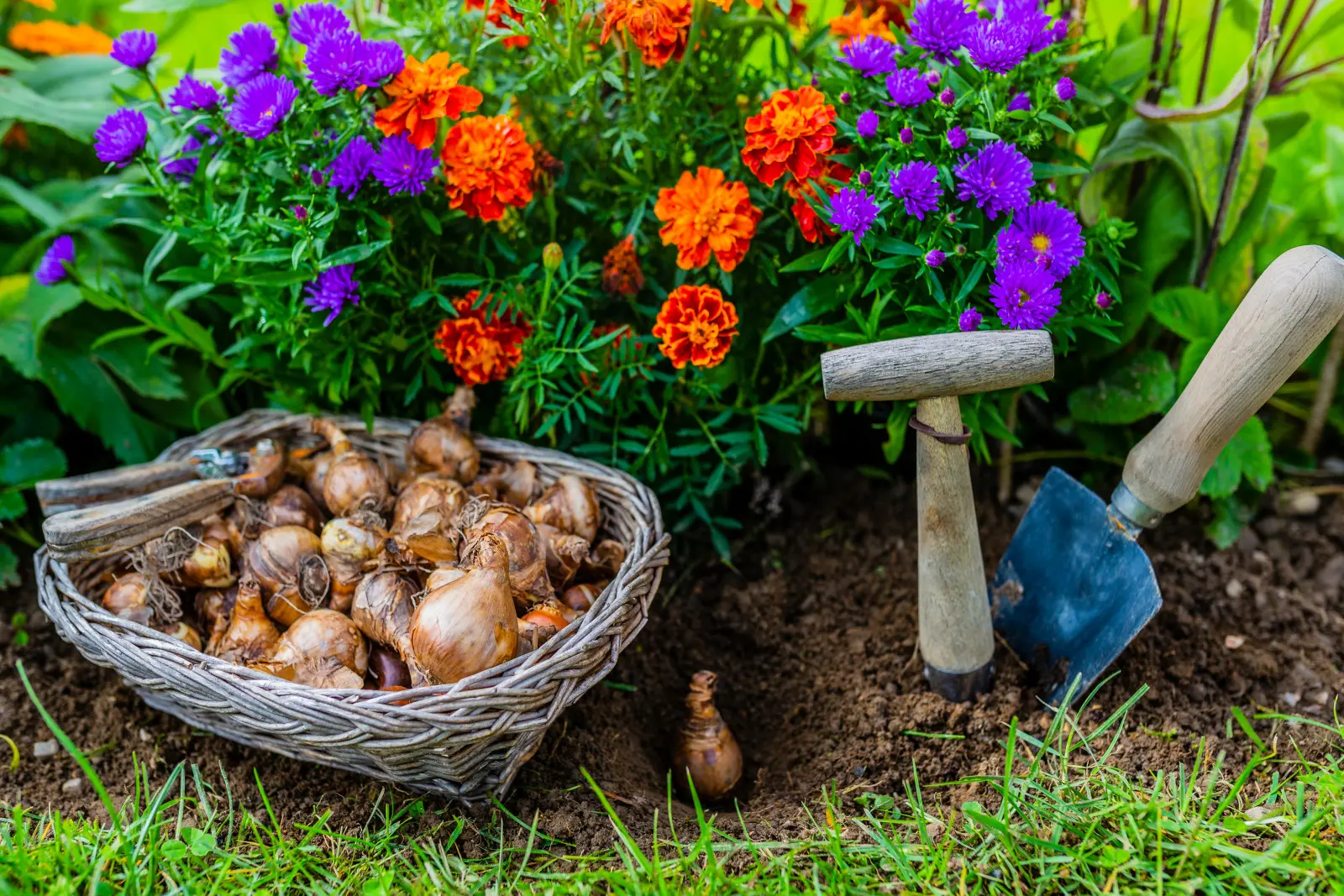 Ne plantez pas de tulipes immédiatement après les avoir achetées. Un sol trop chaud n’est pas bon pour eux